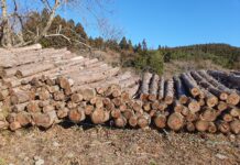 제주도 삼나무, 얼마나 활용할 수 있을까?