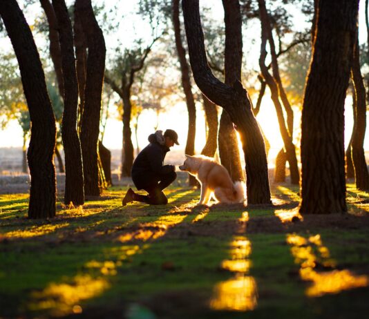 ‘공감놀이터’로 더욱 안전하고 쾌적하게 man in front of brown dog in woods
