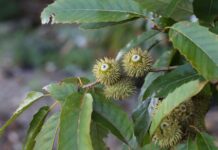 탄소흡수 뛰어난 국립공원 자생수목 10종 공개