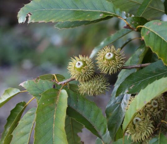 탄소흡수 뛰어난 국립공원 자생수목 10종 공개