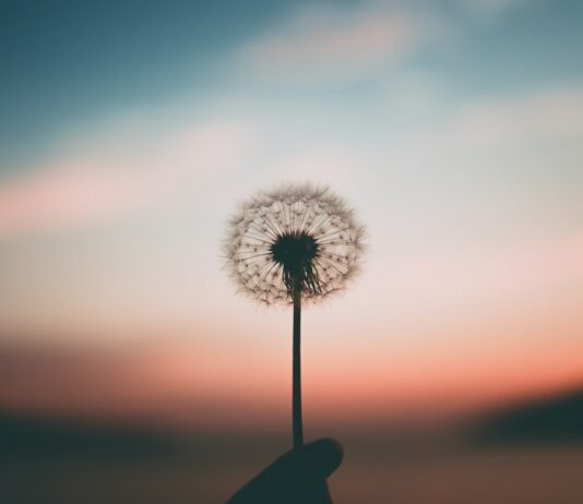 MZ세대를 위한 정신건강 케어 방법 person holding dandelion flower