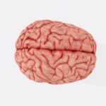 뇌건강 지키는 일상 습관, 작은 변화가 큰 차이를 만든다 a close up of a human brain on a white background