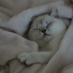 숙면이 가져오는 건강 혁명…현대인에게 꼭 필요한 수면의 비밀 a white cat is sleeping on a blanket