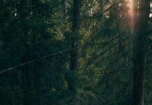 바쁜 일상 속 ‘마음챙김 걷기’, 건강 습관으로 자리잡다 man walking near trees