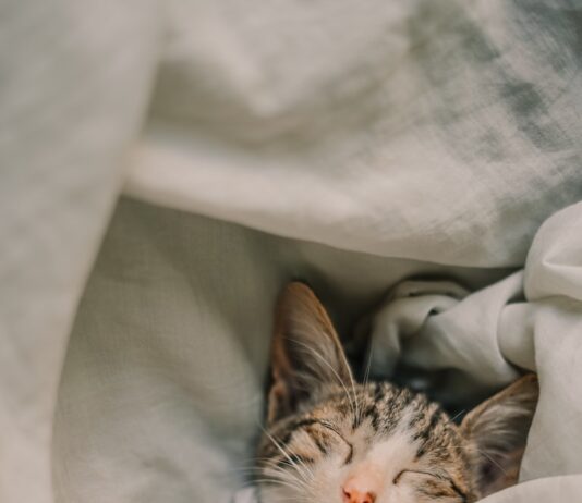 뇌를 청소하는 시간: 수면 위생이 치매 예방의 첫걸음인 이유 a cat sleeping in a blanket