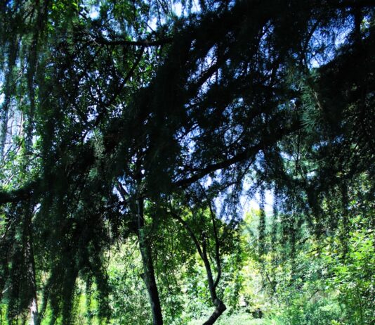 디지털 시대의 스트레스, 하루 10분 ‘마음 돌봄 루틴’으로 이겨내기 A tree lined path in the middle of a park