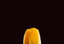 웰니스 문화가 바꾸는 일상, 건강을 향한 작은 변화의 힘 A single yellow tulip against a dark background