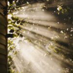 늘 피곤하다면? 만성피로 해소 위한 라이프 스타일 변화를 시도해보자 sun rays coming through trees